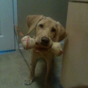 Meet your Posher, Dennis